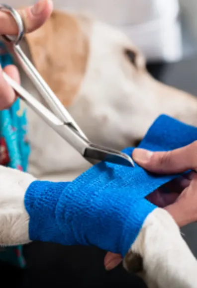 White lab having its front lower leg wrapped with blue bandaging